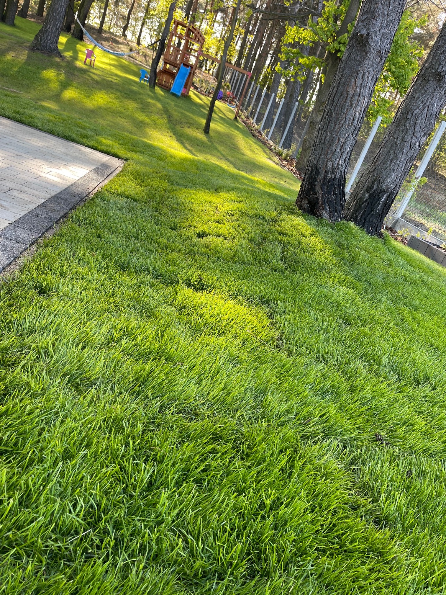Świeżo założony trawnik z rolki, przylegający do kostki brukowej. W tle drzewa i plac zabaw, całość skąpana w popołudniowym słońcu.