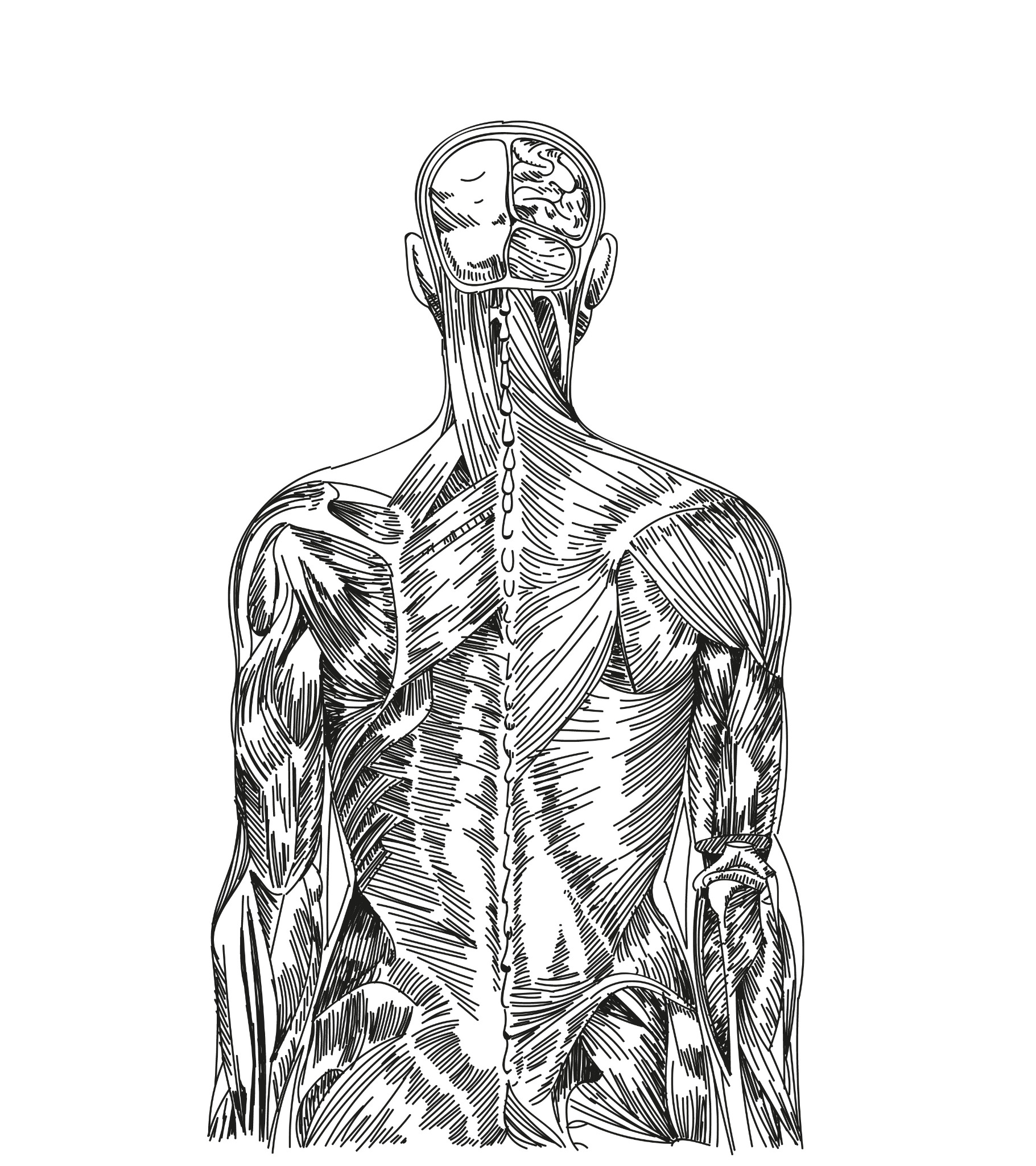 Czarno-biała ilustracja anatomiczna przedstawiająca mięśnie i szkielet pleców oraz przekrój głowy z widocznym mózgiem.