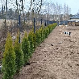 D P KRÓL SPÓŁKA Z OGRANICZONĄ ODPOWIEDZIALNOŚCIĄ - Rząd świeżo posadzonych, małych tuj szmaragdowych wzdłuż metalowego ogrodzenia panelowego. Widoczny fragment trawnika z ziemią, w tle dom jednorodzinny i drzewa.