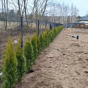 Rząd świeżo posadzonych, małych tuj szmaragdowych wzdłuż metalowego ogrodzenia panelowego. Widoczny fragment trawnika z ziemią, w tle dom jednorodzinny i drzewa.
