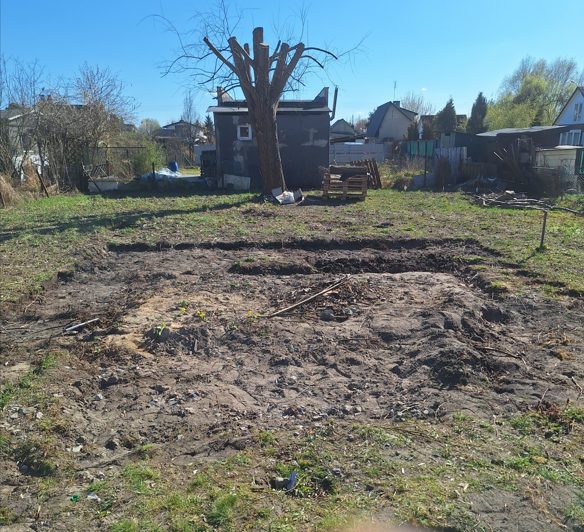 Przygotowany teren pod trawnik z widocznymi śladami po usunięciu darni, obok drzewo z obciętymi gałęziami, w tle zabudowania gospodarcze i domy.