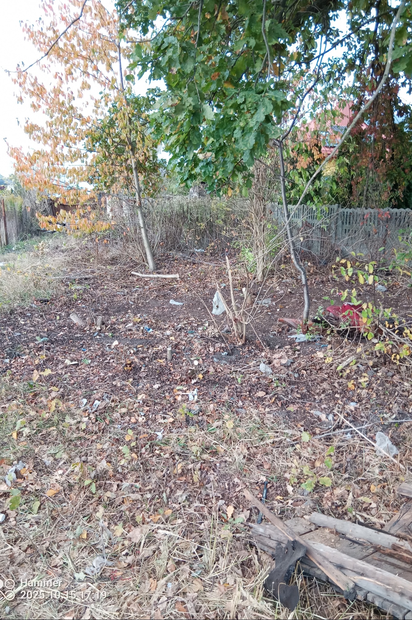 Czyszczenie działki plus wycinka drzew i krzewów