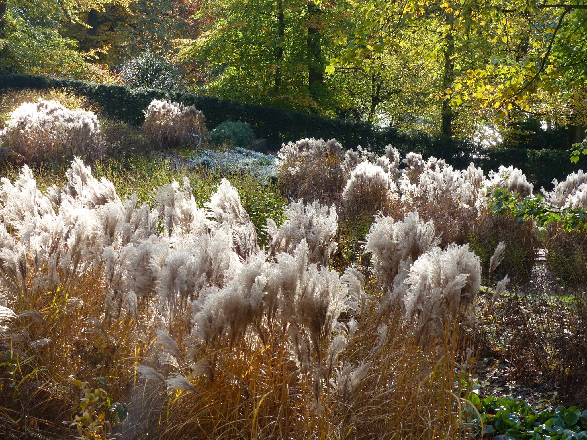 Rozległe pole kwitnącej trawy ozdobnej w jesiennym słońcu, z zielonym żywopłotem i drzewami w tle.