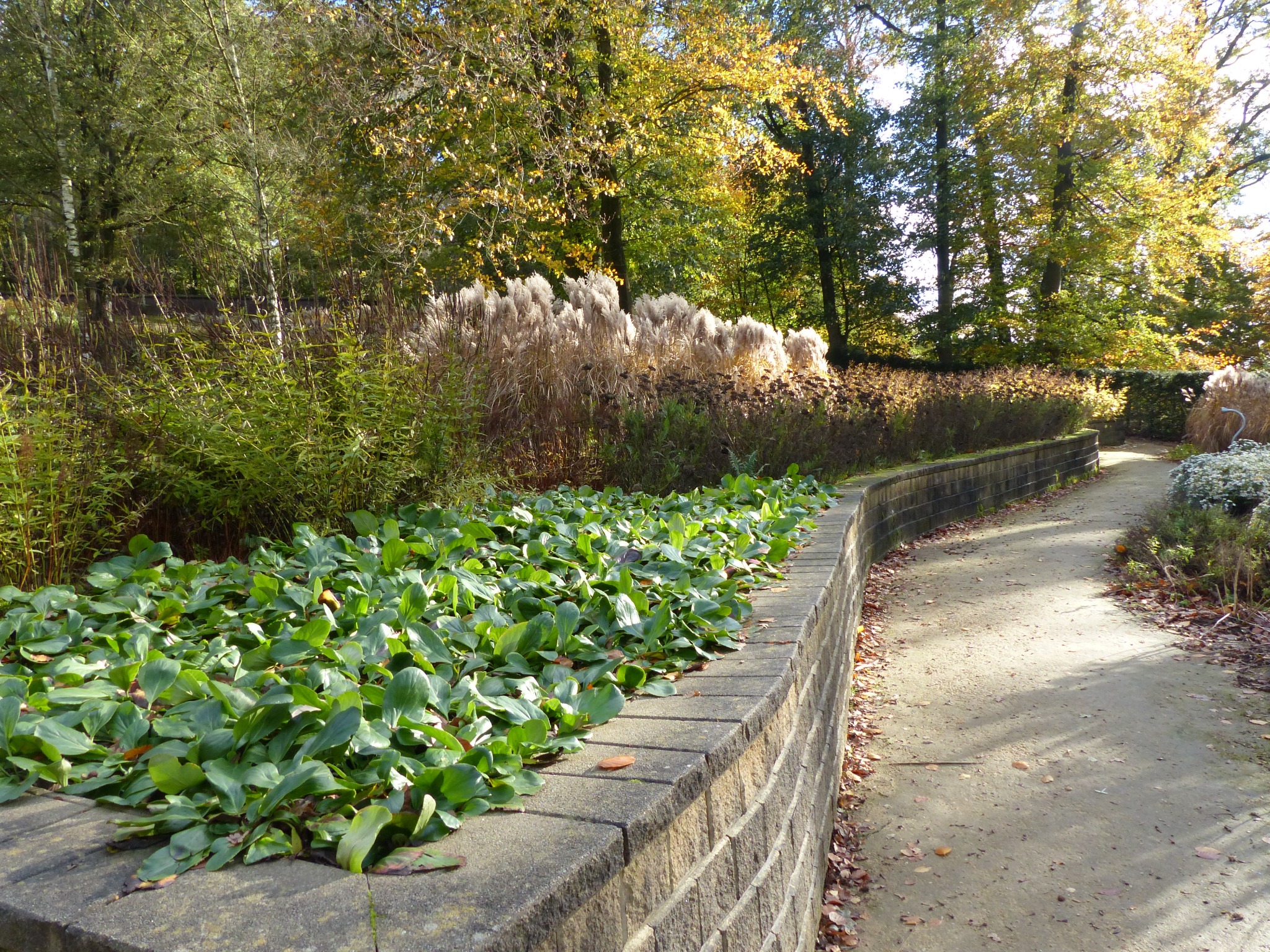 Zakątek ogrodu z niskim murem z betonowych bloczków, obsadzonym gęstą, zieloną roślinnością okrywową, w tle wysokie trawy ozdobne i drzewa z jesiennymi liśćmi, ścieżka parkowa wzdłuż murku.
