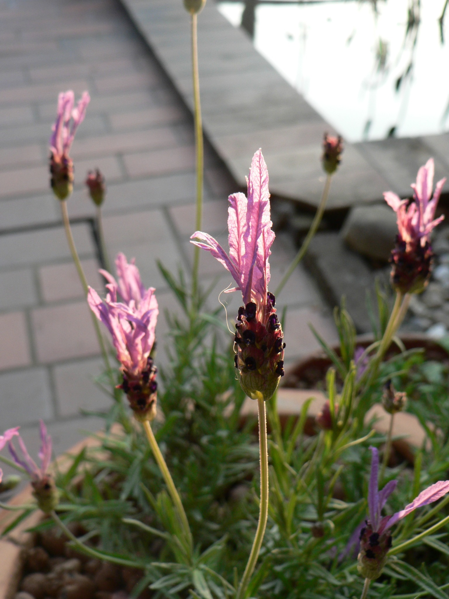 Kwitnąca lawenda w doniczce, z delikatnymi fioletowymi kwiatami i zielonymi liśćmi, w ogrodzie w Nowym Lubielu, z widocznym fragmentem ścieżki i wody w tle.