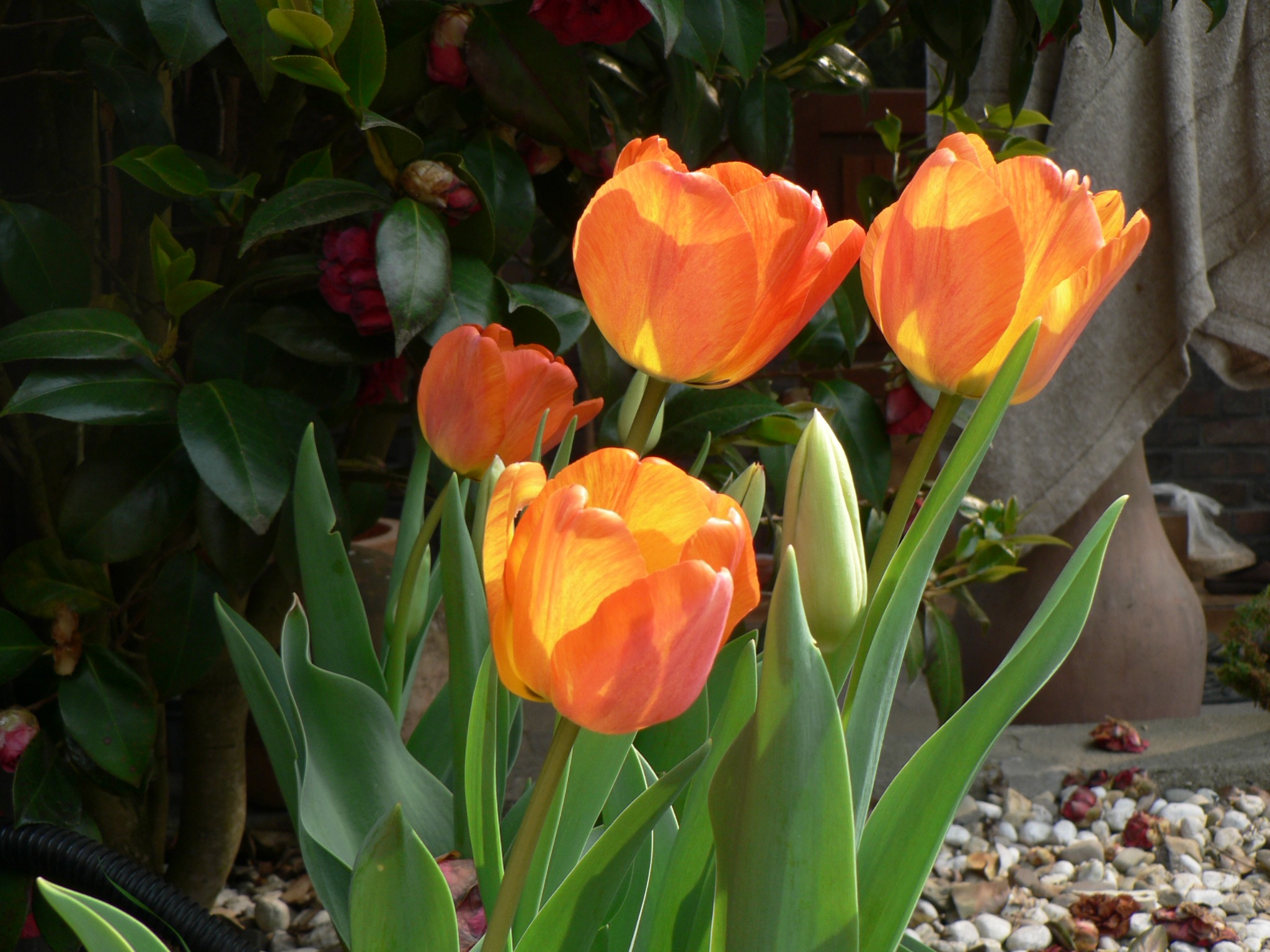 Pomarańczowe tulipany w słonecznym ogrodzie, z widocznymi kamieniami i zielonymi liśćmi na tle krzewu i donicy.