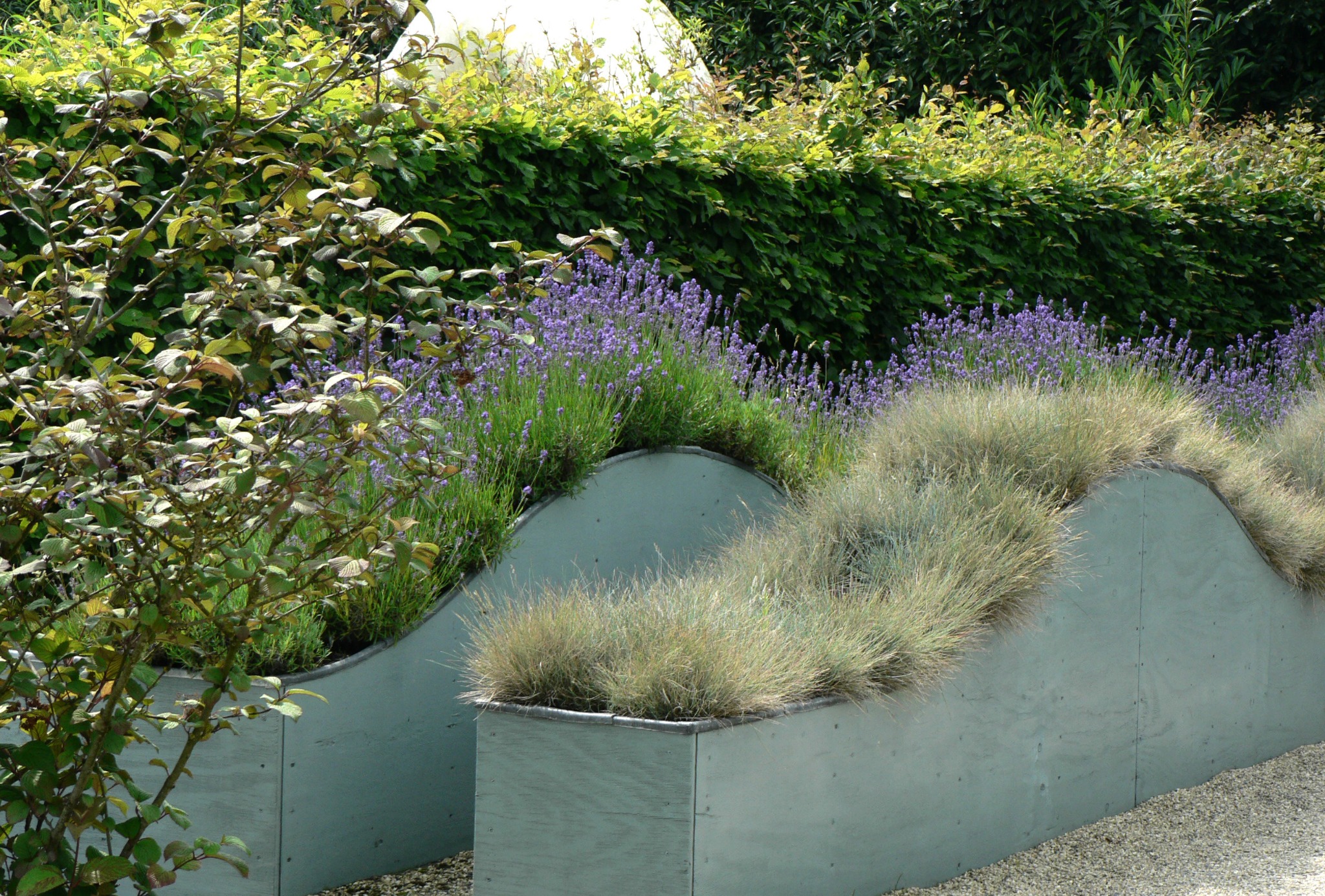 Faliste, podwyższone rabaty z lawendą i trawami ozdobnymi na żwirowym podłożu, w tle żywopłot.