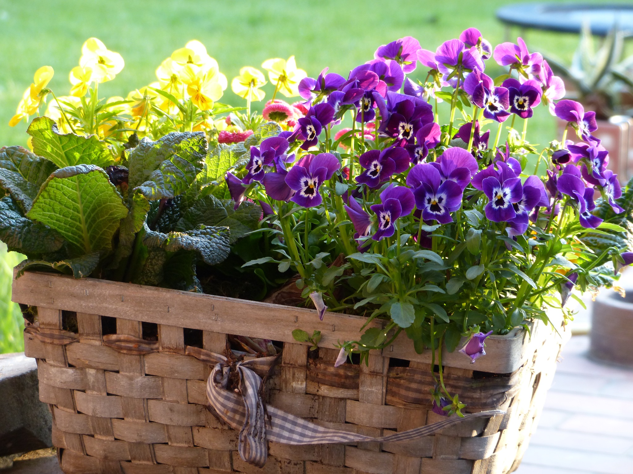 Wiklinowy kosz wypełniony kwitnącymi bratkami w odcieniach fioletu i żółci, udekorowany szarą wstążką w kratkę, stojący na zewnątrz w słoneczny dzień.
