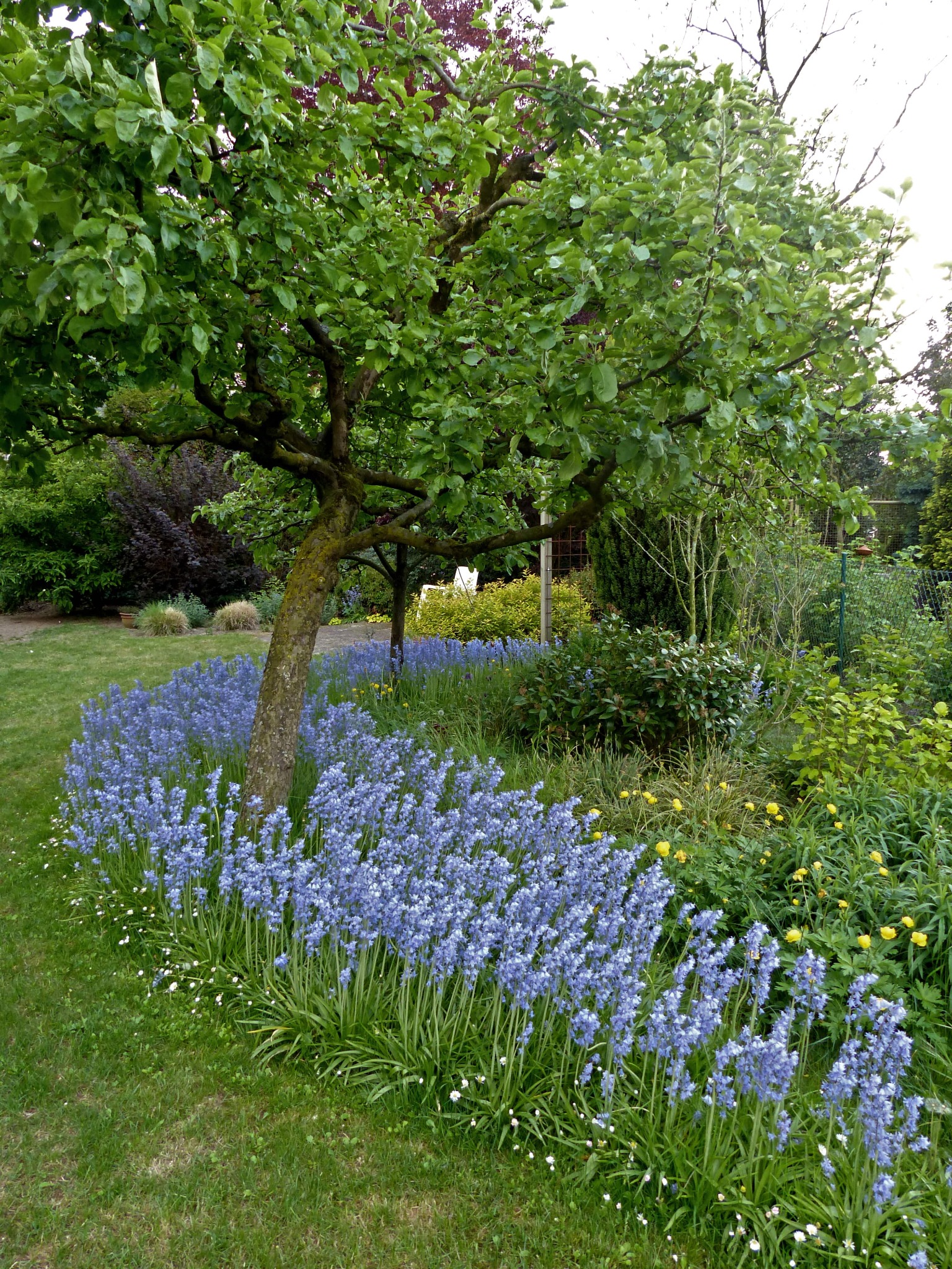 Kwitnące niebieskie dzwonki okalają pień drzewa w zadbanym ogrodzie, z zielonym trawnikiem i różnorodną roślinnością w tle.