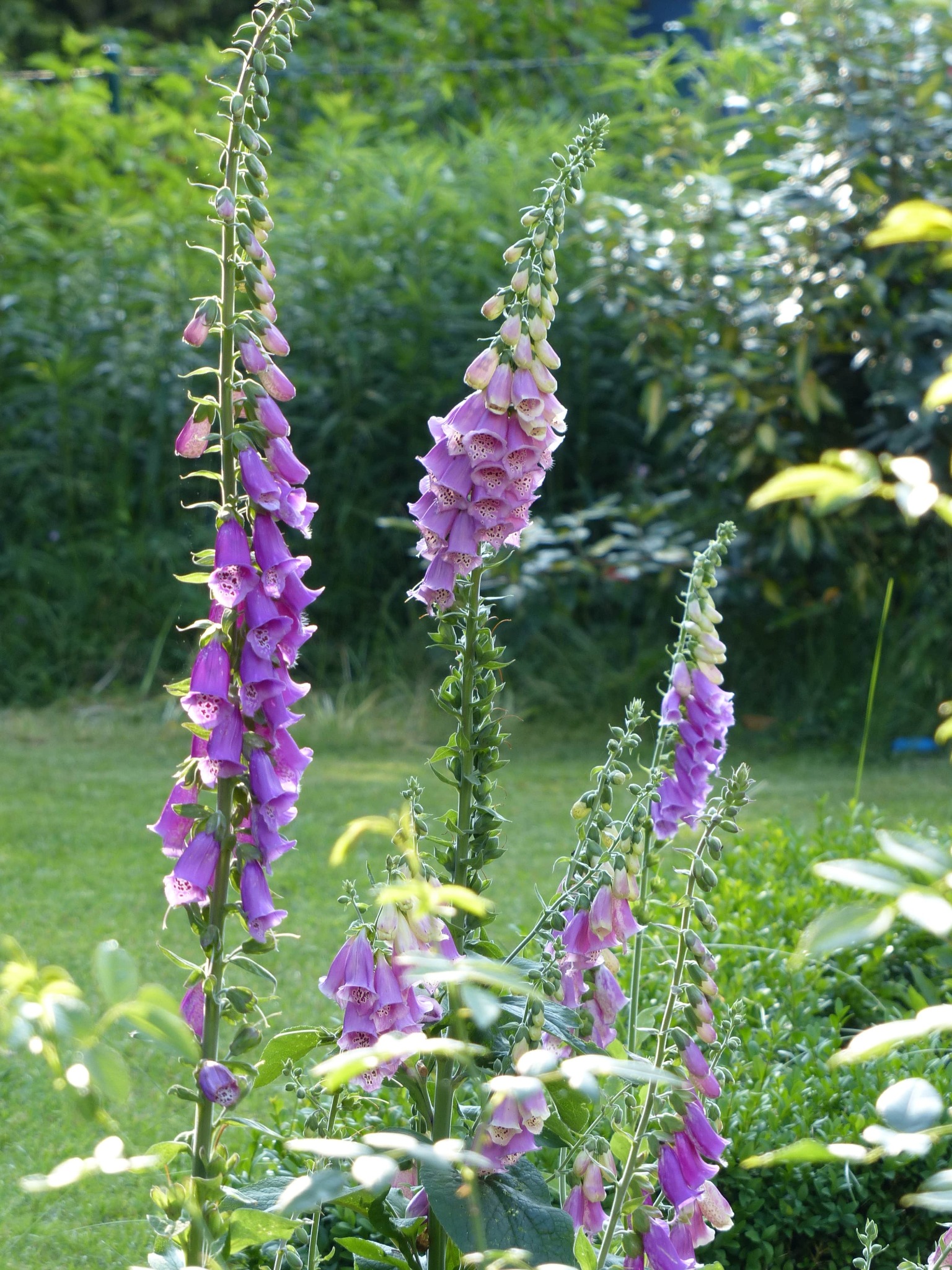 Kwitnące naparstnice purpurowe z charakterystycznymi plamkami wewnątrz kwiatów, na tle zielonego trawnika i krzewów w ogrodzie.