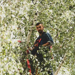 Wycinka drzew Zawiercie 4