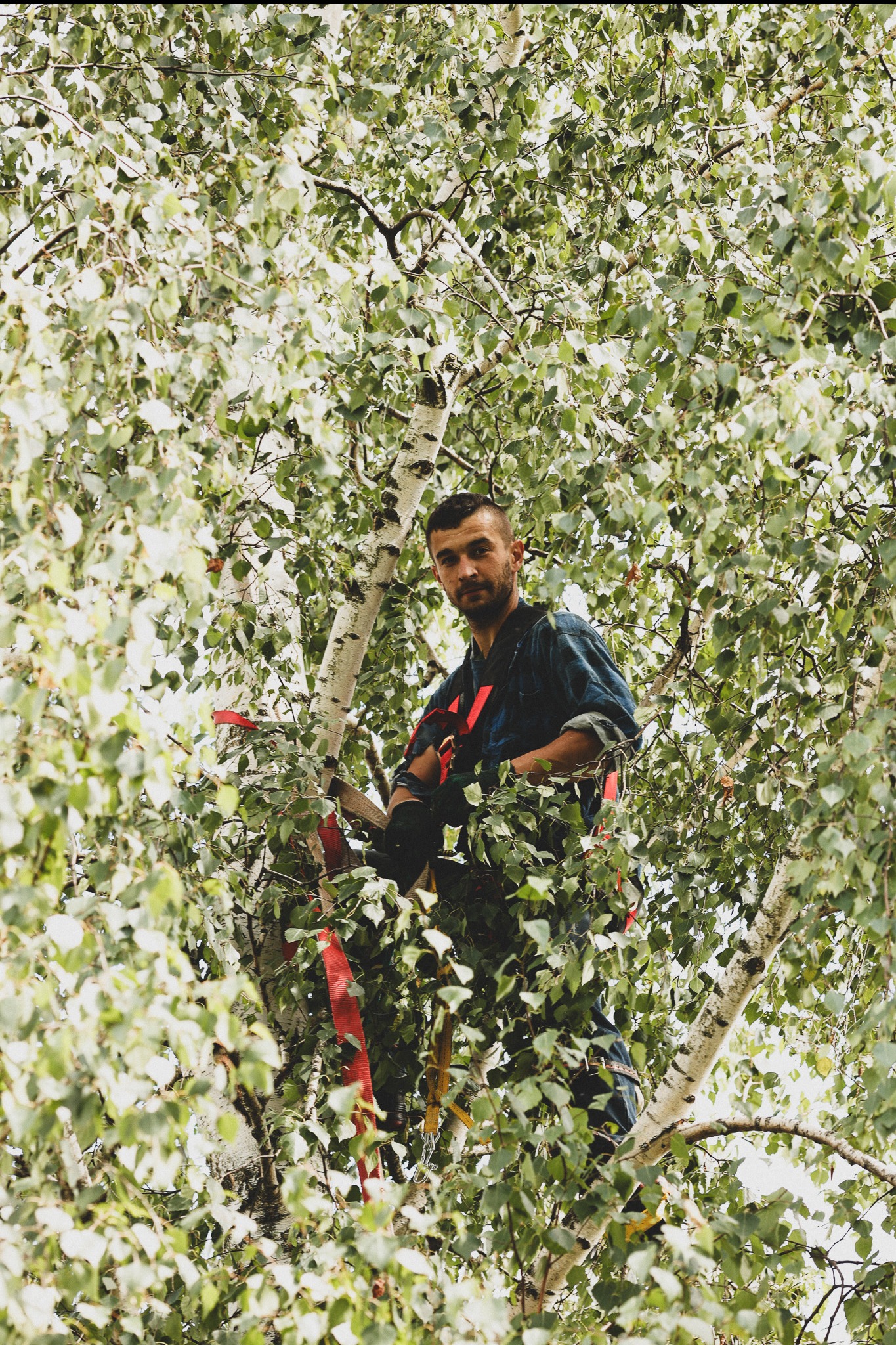 Mężczyzna w uprzęży, w koronie brzozy, spogląda w dół. Czerwone pasy zabezpieczające, gęste ulistnienie, praca na wysokości.
