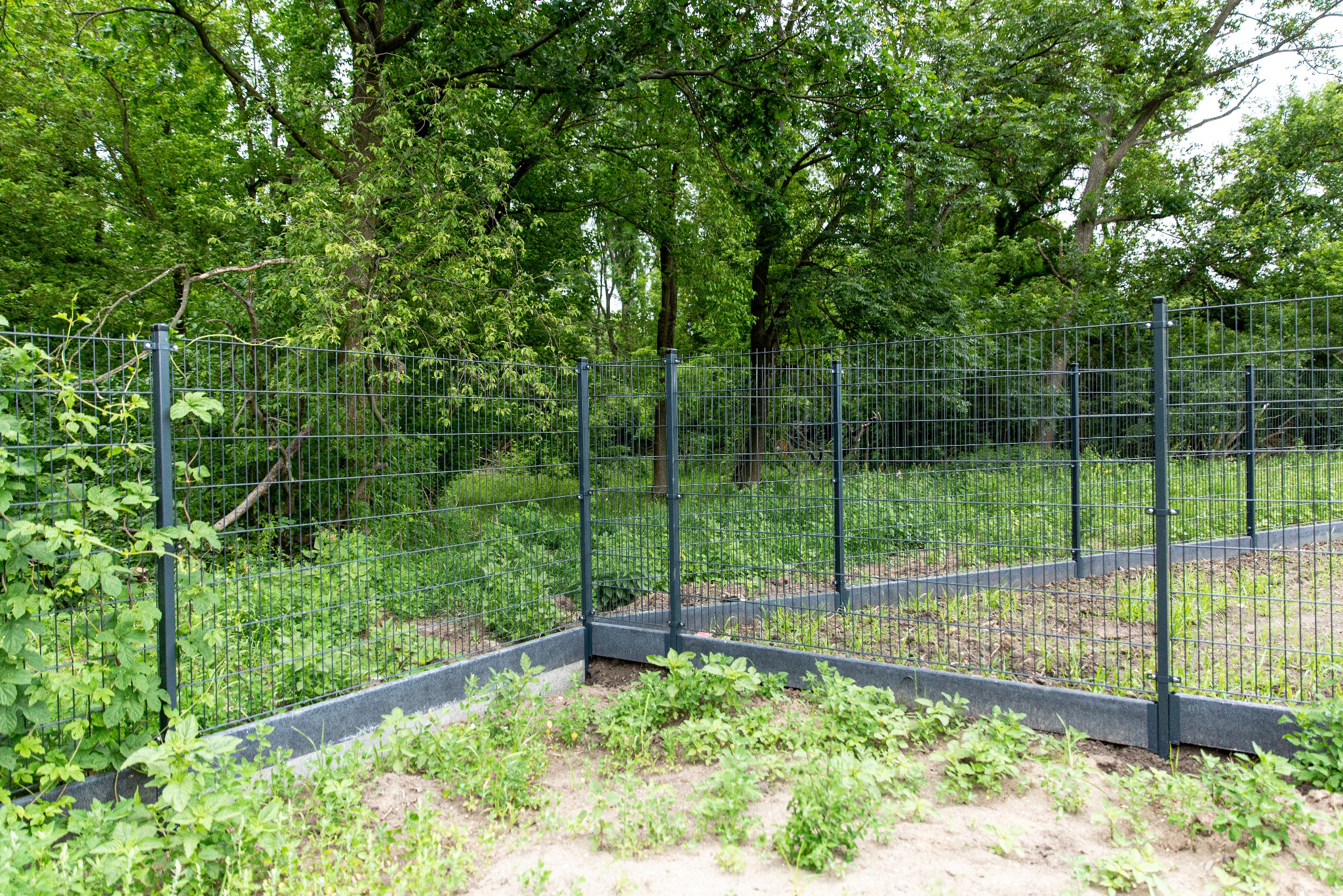Szare ogrodzenie z siatki panelowej otaczające rabatę z młodymi roślinami, widoczne słupki i podmurówka, tło stanowi zielony las.
