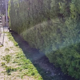 Długi, gęsty żywopłot z tui po formowaniu, z resztkami ściętych gałęzi na chodniku z kostki brukowej i trawniku, w słoneczny dzień.