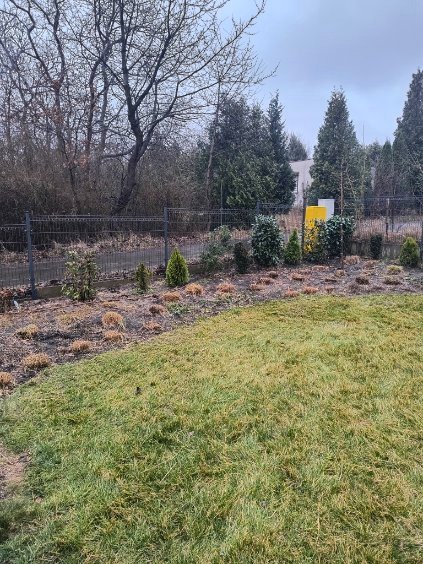 Świeżo założony ogród z młodymi drzewkami iglastymi i krzewami, widoczne przygotowane rabaty i trawnik, ogrodzenie z siatki w tle, pochmurny dzień.