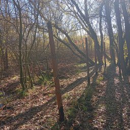 Daniel Sobczyk - Leśne ogrodzenie z drutu kolczastego, z drewnianymi słupkami w naturalnym otoczeniu, liście na ziemi, promienie słońca przebijające przez drzewa.