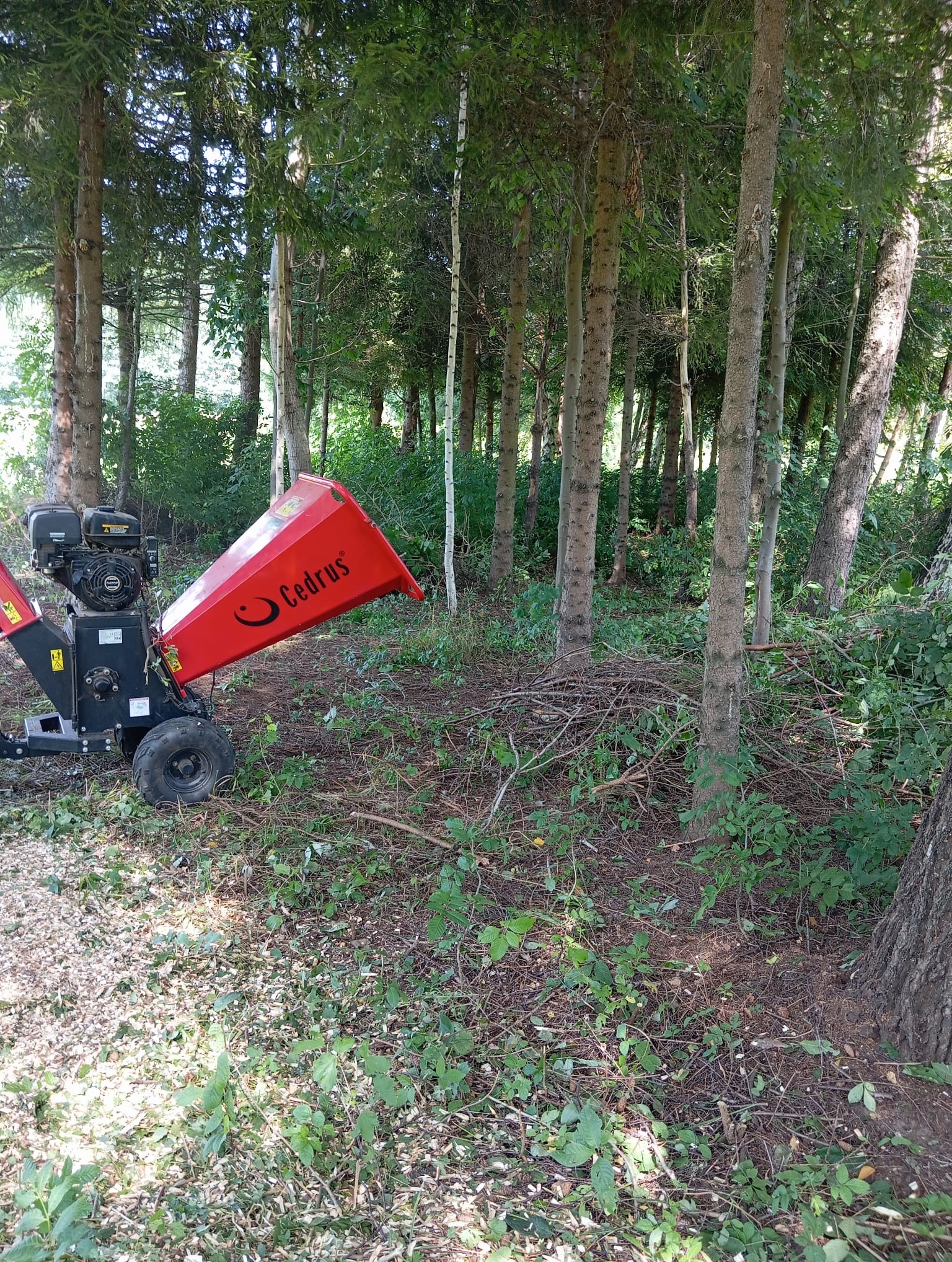 Czerwony rębak Cedrus w lesie, obok leżą pocięte gałęzie. Widoczne drzewa i krzewy w tle. Sprzęt do rozdrabniania gałęzi w trakcie pracy.