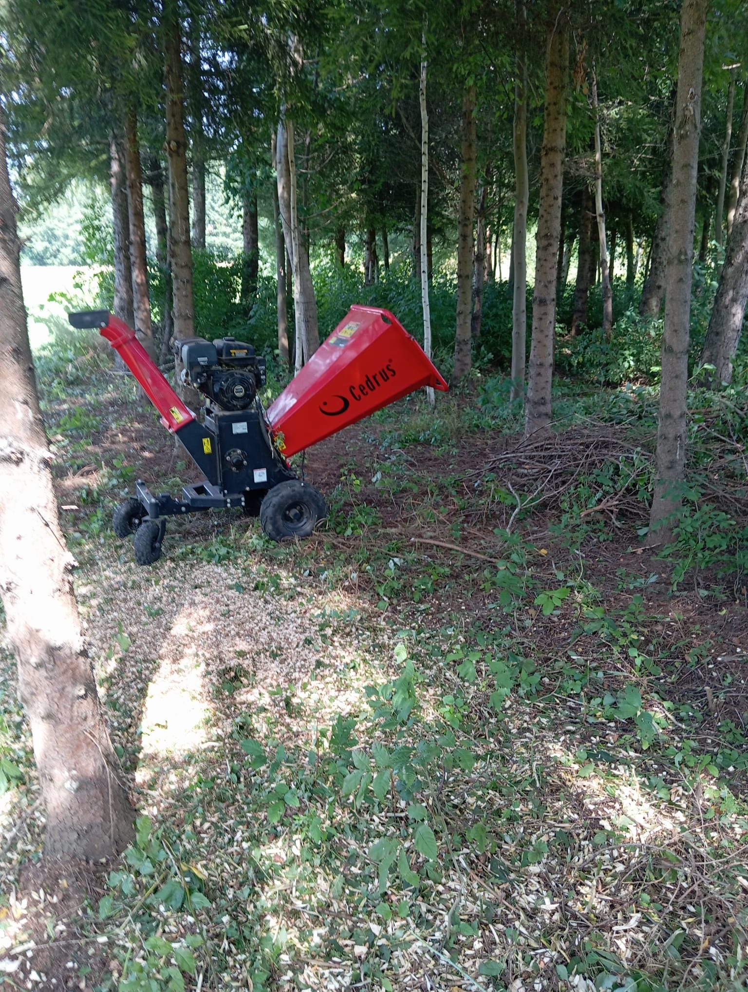 Czerwony rębak do gałęzi Cedrus w lesie, otoczony ściętymi gałęziami i wiórami. Maszyna stoi na tle drzew, gotowa do pracy.