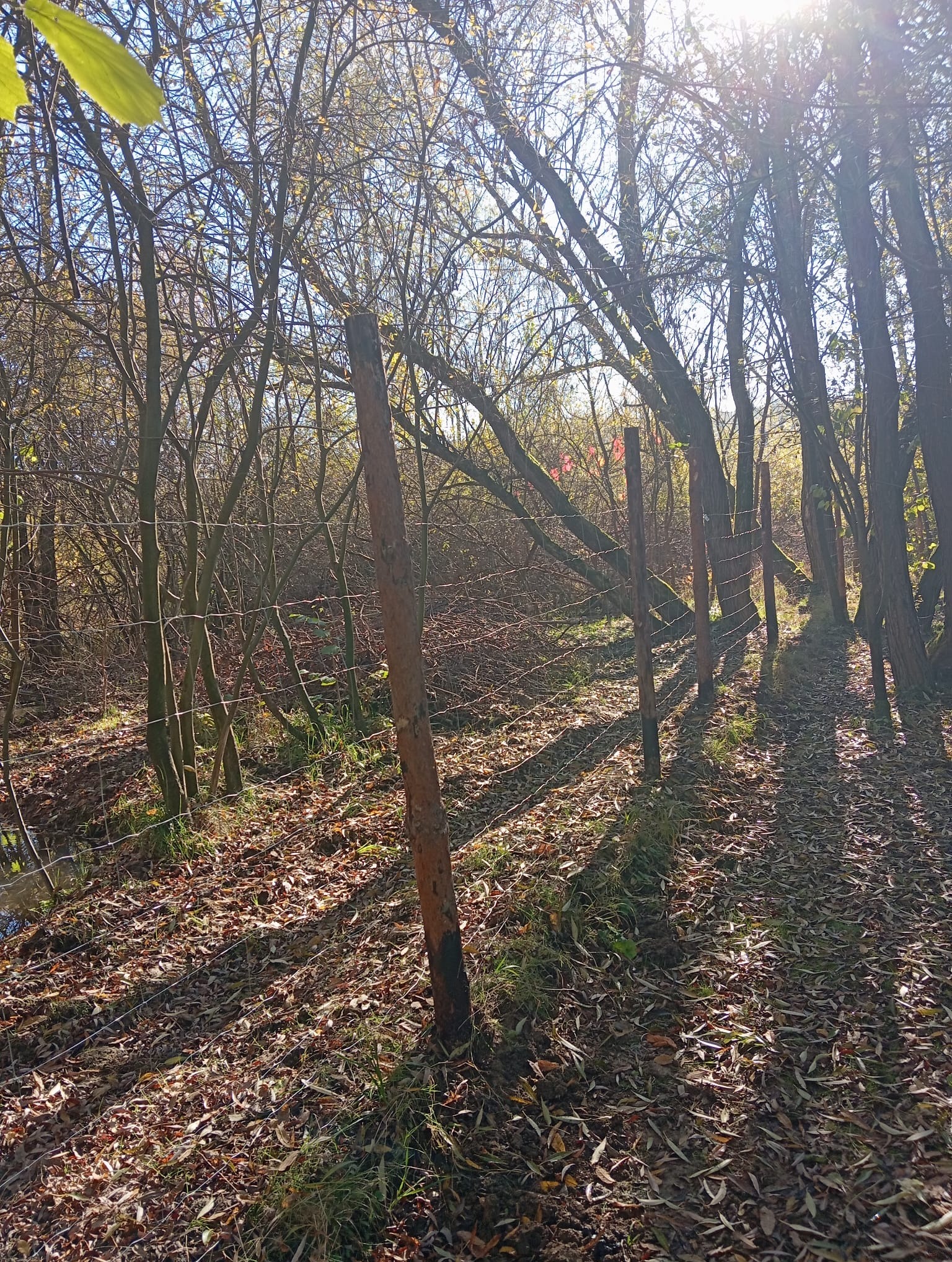 Leśne ogrodzenie z drutu kolczastego, z drewnianymi słupkami w naturalnym otoczeniu, liście na ziemi, promienie słońca przebijające przez drzewa.