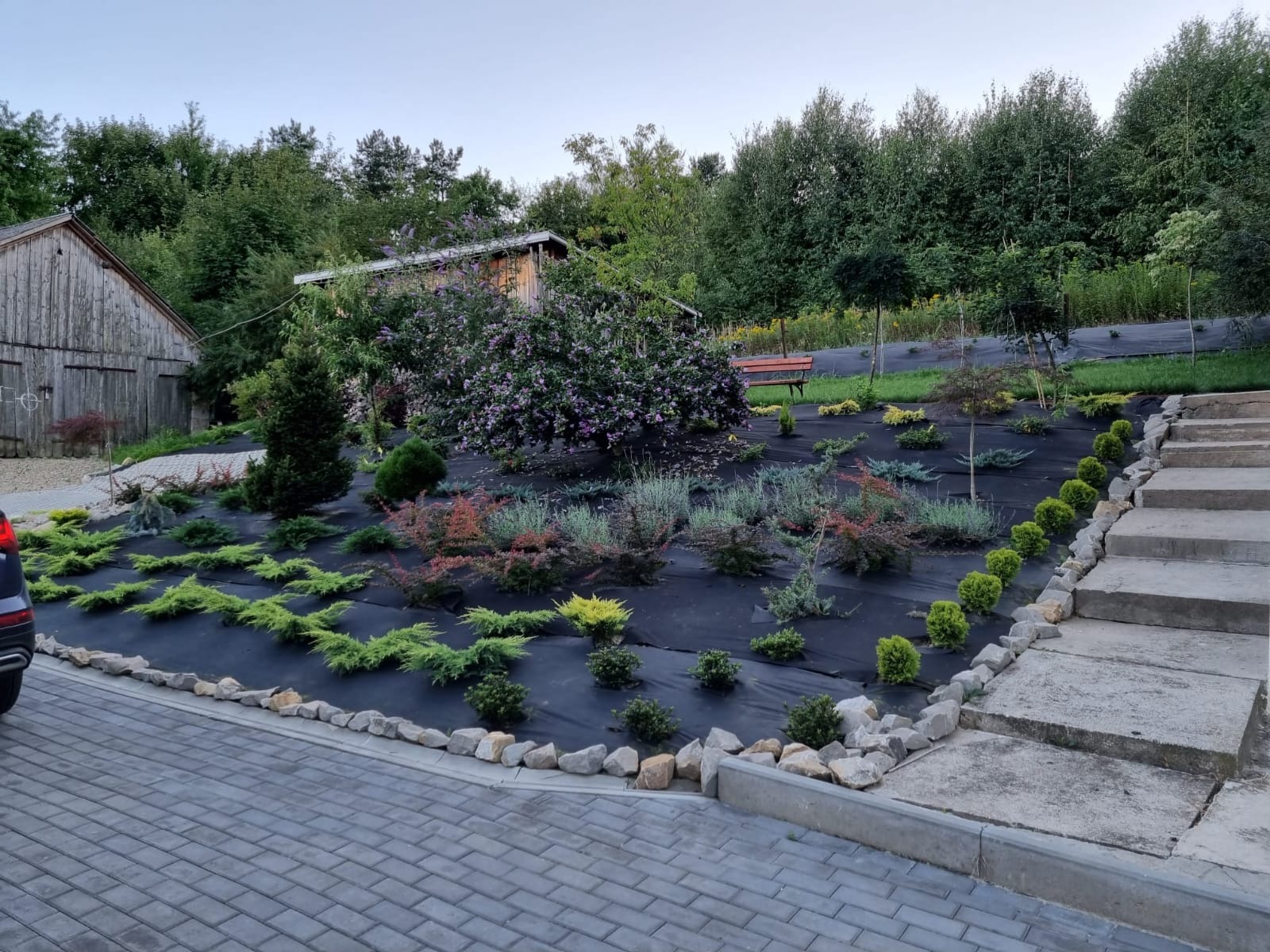 Nowo założony ogród z różnorodnymi roślinami na czarnej macie, obrzeża z kamieni, schody z boku. W tle budynek gospodarczy i drzewa.
