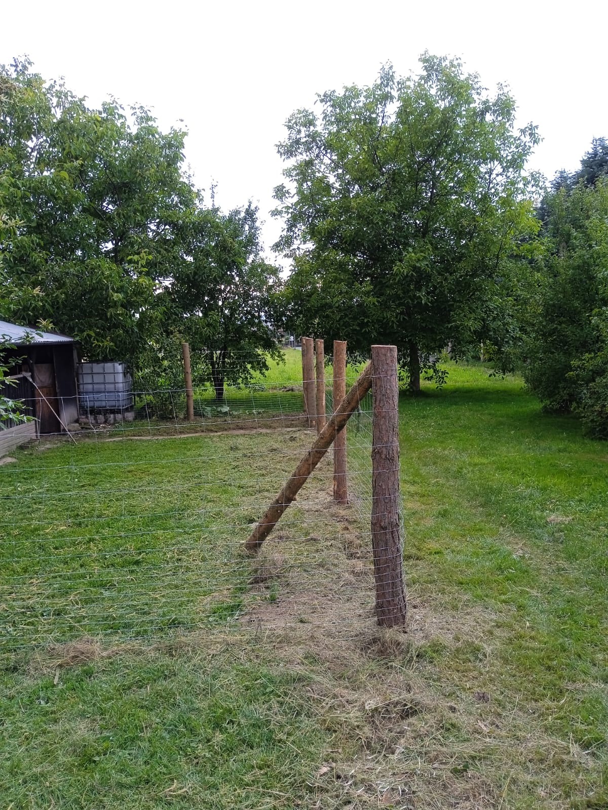 Fragment nowego ogrodzenia z siatki na trawniku, z drewnianymi słupkami i ukośną podporą. W tle zieleń drzew i krzewów, mały budynek gospodarczy.
