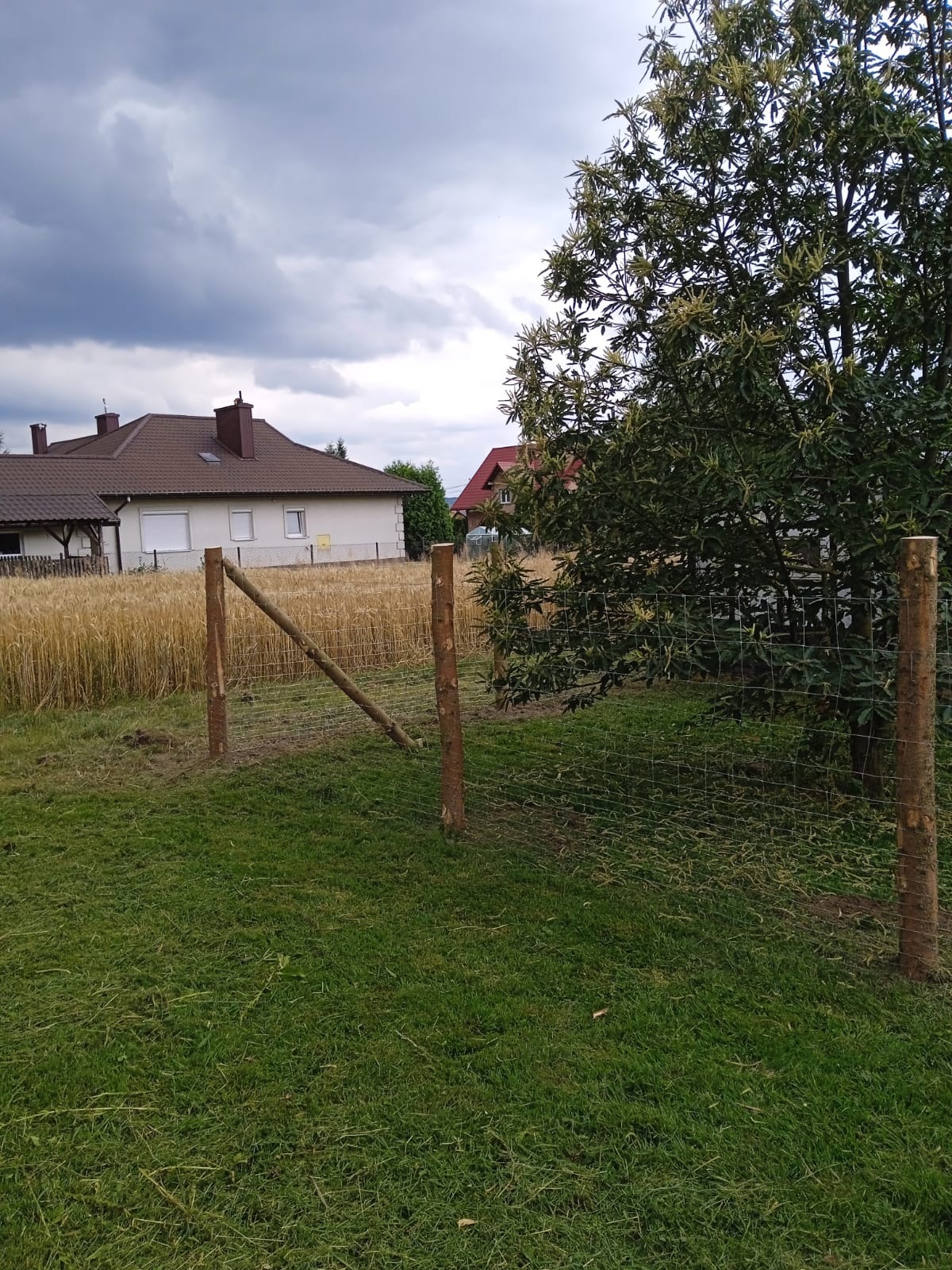 Montaż ogrodzenia z siatki leśnej na działce z widokiem na pole i domy. Drewniane słupki, zielona trawa, pochmurne niebo. Etap budowy ogrodzenia.