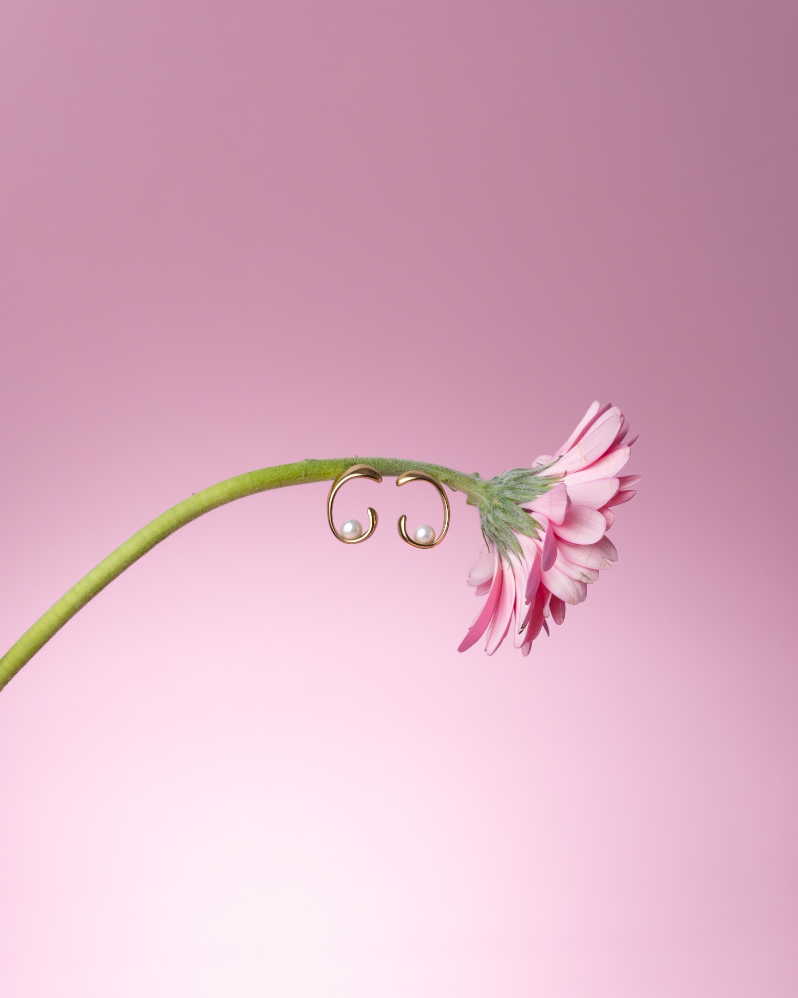 Dwa złote kolczyki z perłami zawieszone na łodydze różowej gerbery na jednolitym różowym tle.