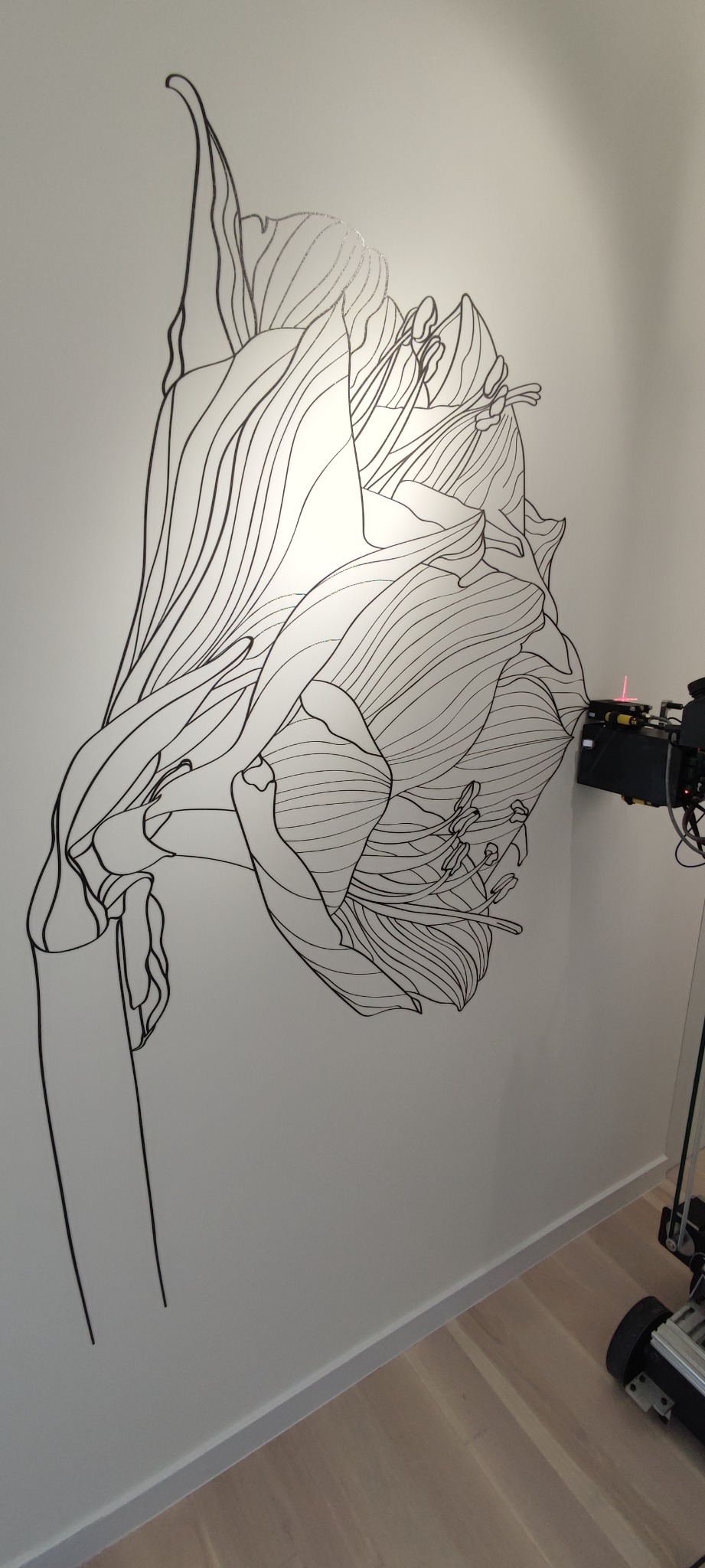 Czarno-biały, konturowy rysunek amarylisa na białej ścianie, z widocznym sprzętem do projektowania na ścianie w prawym górnym rogu.