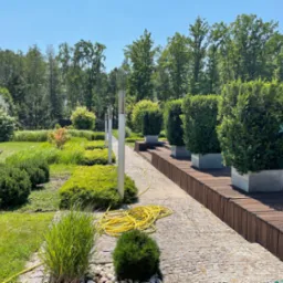 Widok na zadbany ogród z kamienną ścieżką, drewnianym podestem, kulistymi krzewami w donicach, lampami ogrodowymi i żółtym wężem ogrodowym leżącym na ścieżce, w tle widać drzewa i wózek z roślinami.