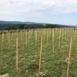 Lalita Bieniek - Pole z młodymi drzewkami podpartymi drewnianymi palikami, w tle zalesione wzgórza i błękitne niebo z chmurami.