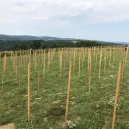 Pole z młodymi drzewkami podpartymi drewnianymi palikami, w tle zalesione wzgórza i błękitne niebo z chmurami.