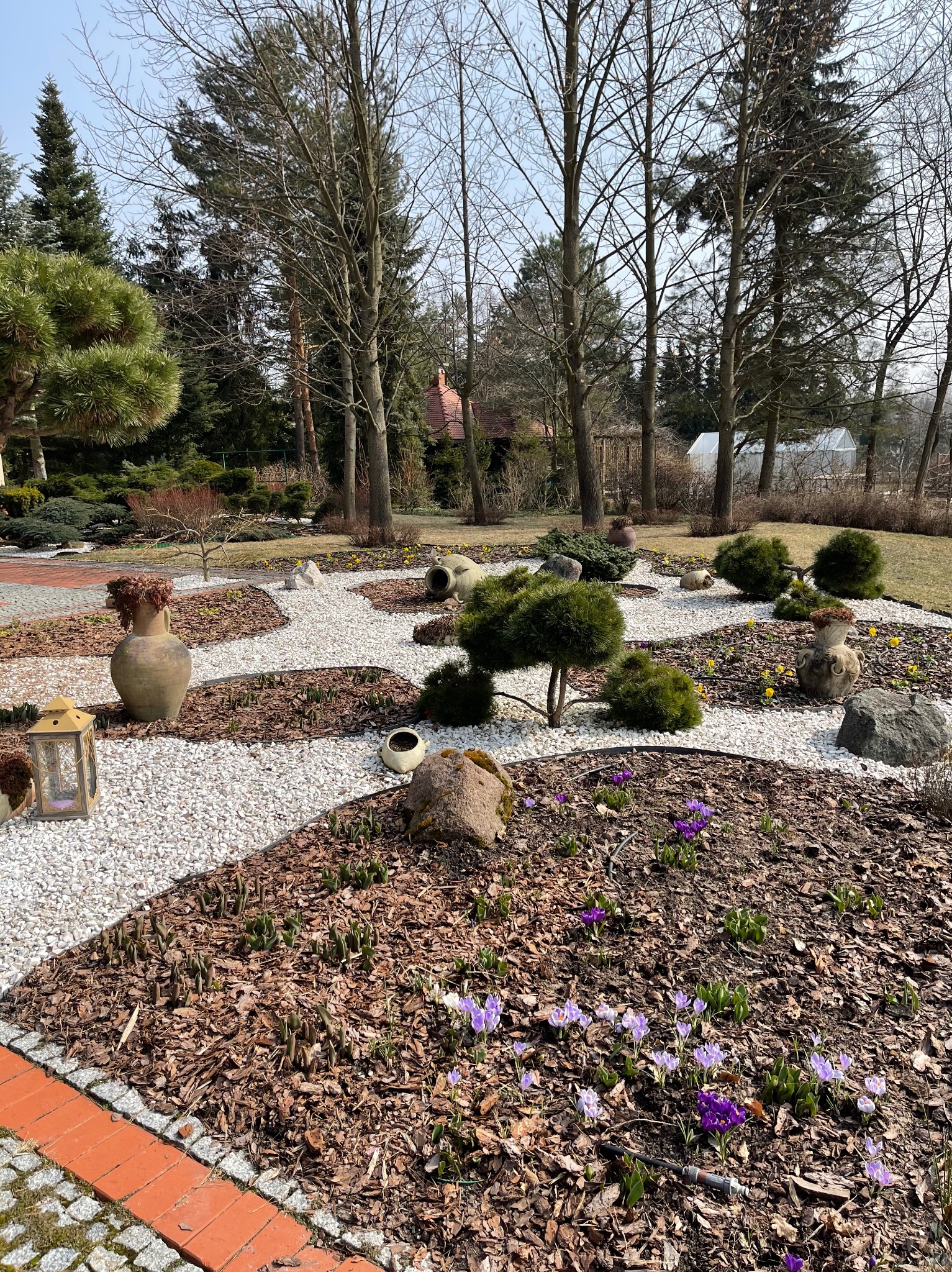 Ogród z wyznaczonymi ścieżkami z białego żwiru, rabaty wysypane korą, ozdobne donice, lampa ogrodowa i kwitnące krokusy.