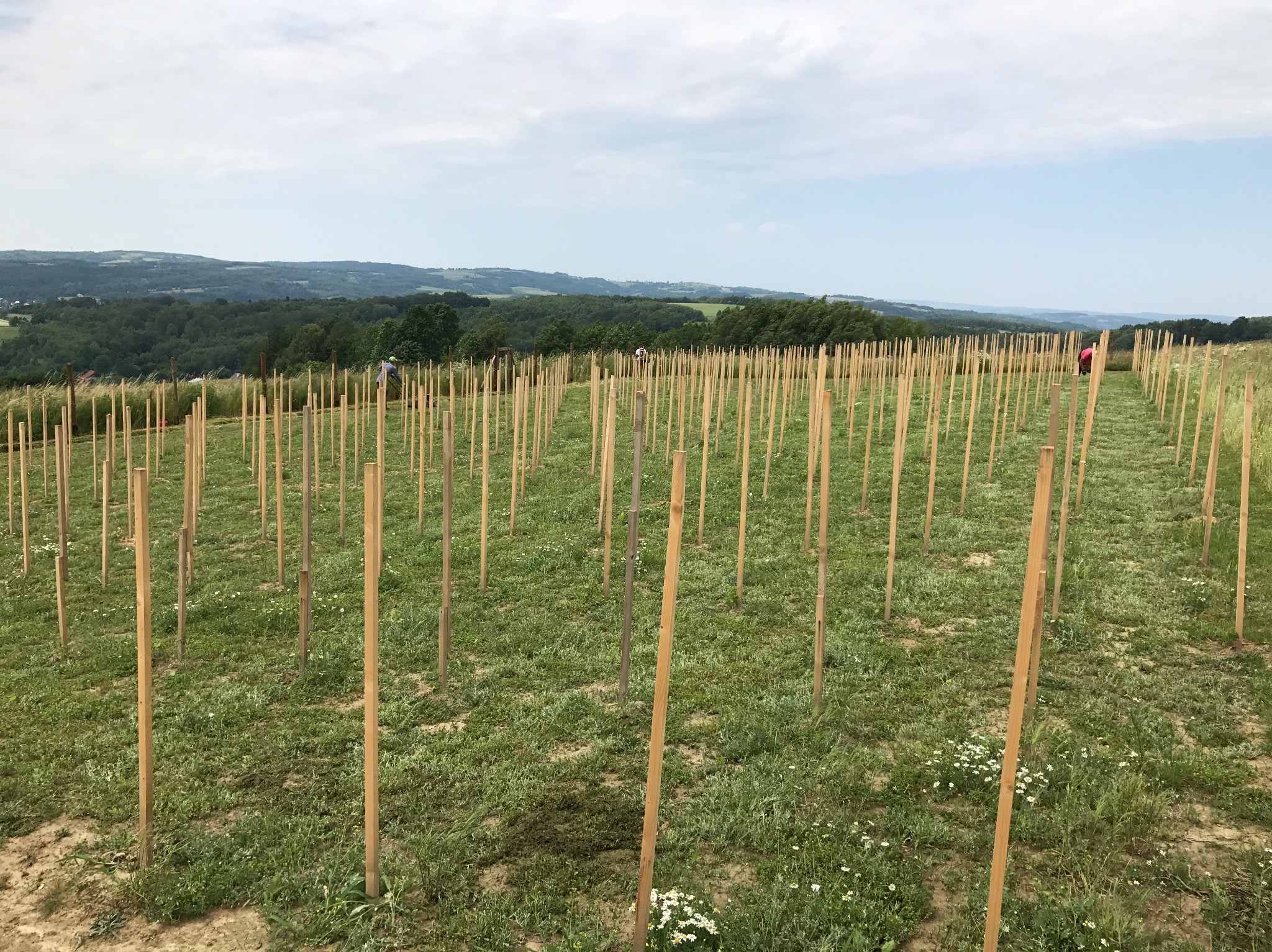 Pole z młodymi drzewkami podpartymi drewnianymi palikami, w tle zalesione wzgórza i błękitne niebo z chmurami.