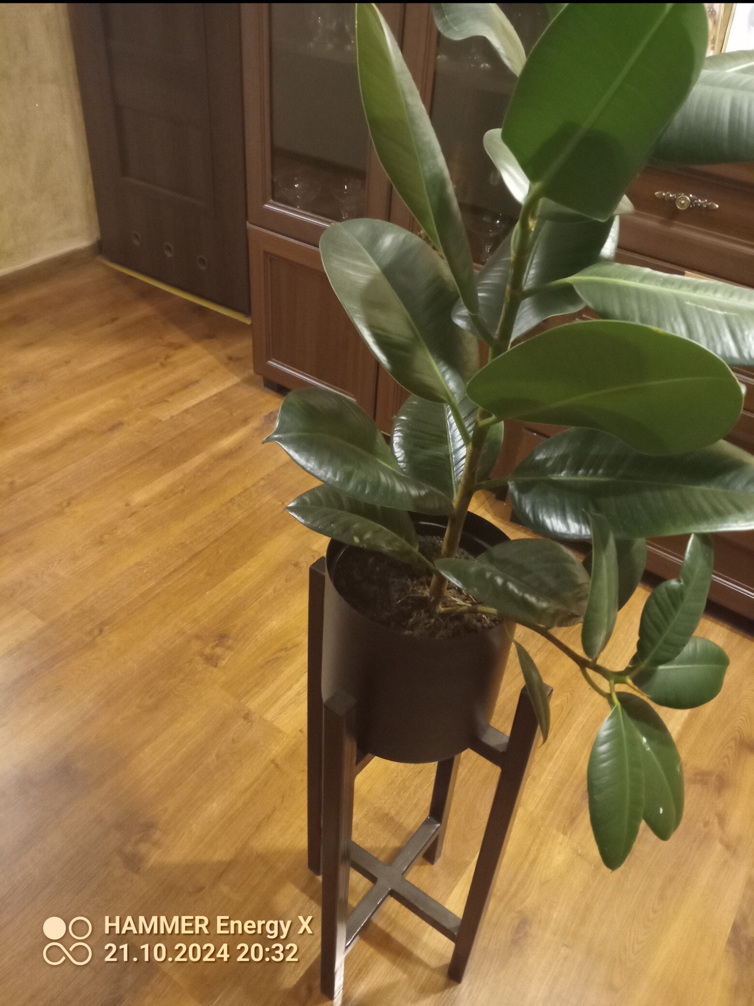 Figowiec sprężysty w doniczce na drewnianym stojaku, ustawiony na parkiecie w mieszkaniu z brązowymi meblami.