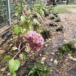 ZIELENIAK Magdalena Bukowska - Kanie, ul. Górna