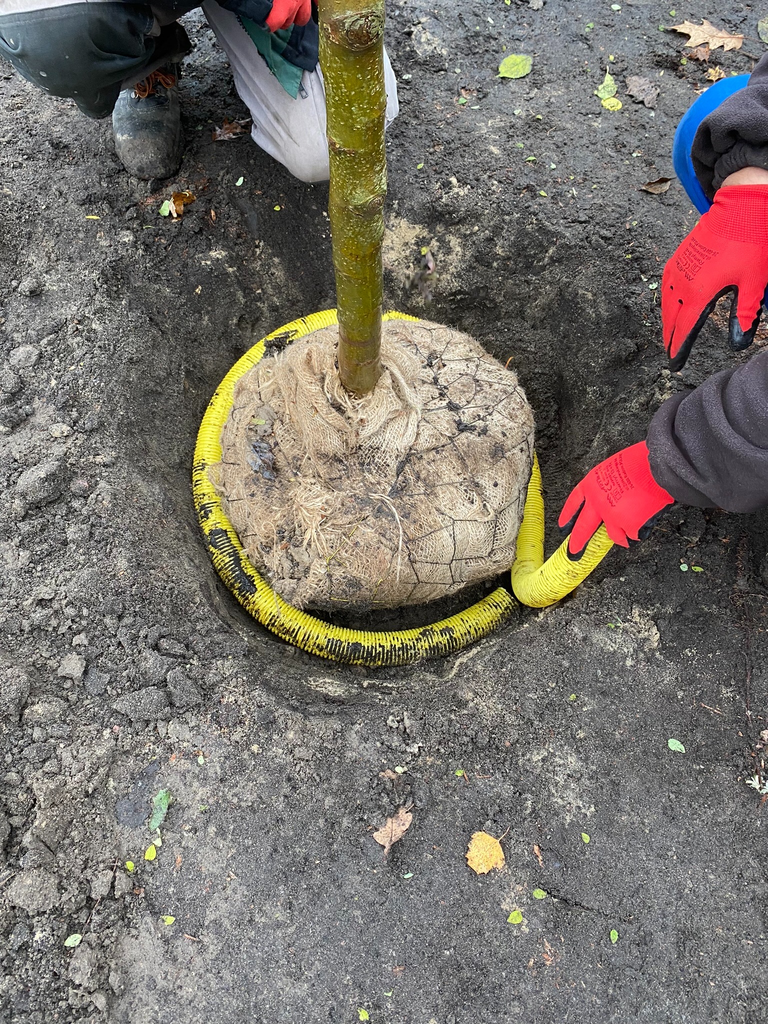 Nadzór inwestorski, sadzenie drzew w mieście-Grodzisk Maz.