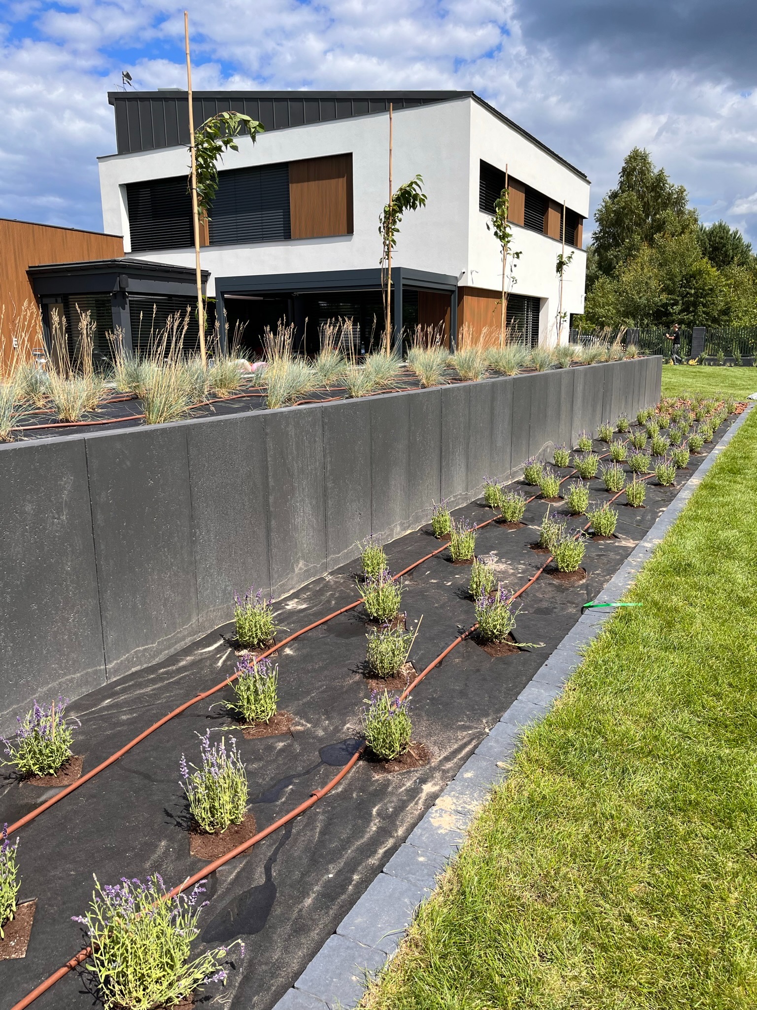 Nowoczesny ogród z systemem nawadniania kropelkowego i rzędem sadzonek lawendy na czarnej agrowłókninie, na tle minimalistycznego domu z elementami drewna.