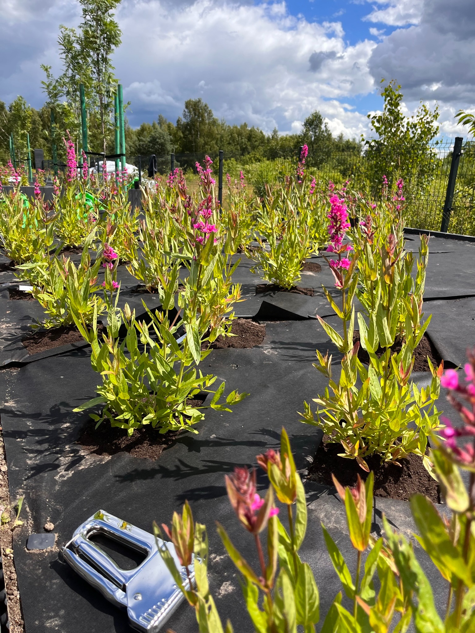 Sadzenie rzędów kwitnących na różowo roślin na czarnej agrowłókninie, widoczny zszywacz do mocowania tkaniny, w tle drzewa i ogrodzenie.