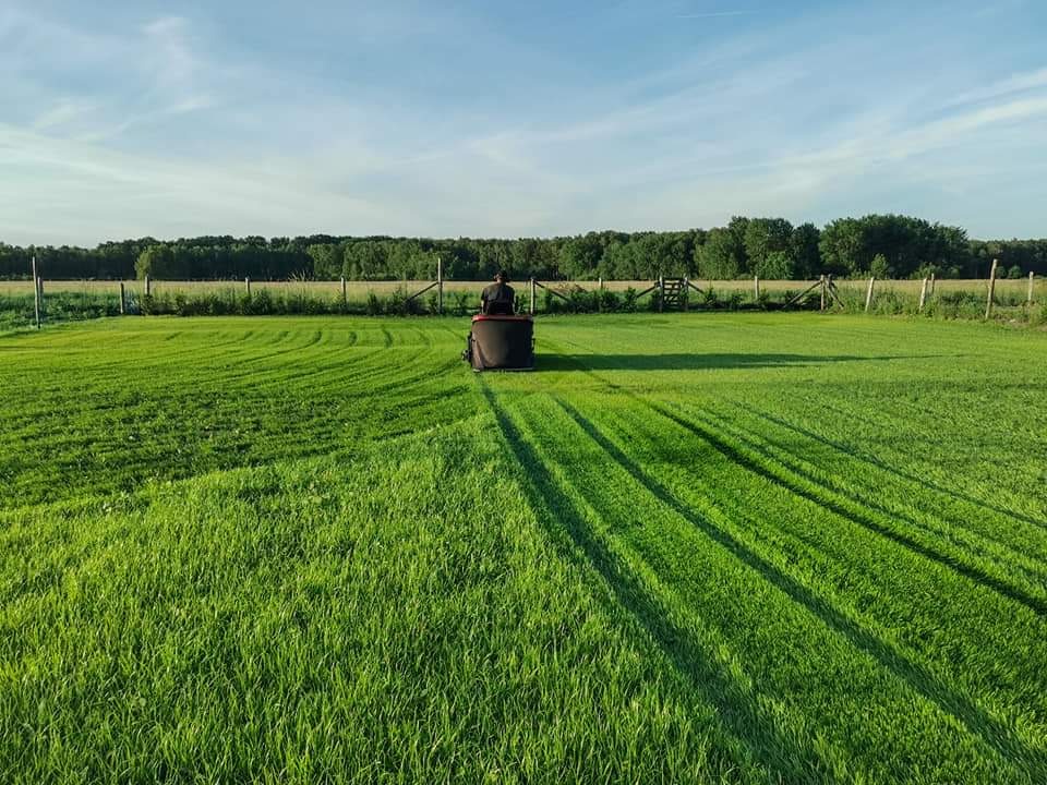 Trawnik z siewu, 1500m2, pierwsze koszenie