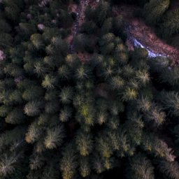 Malisz Film Studio - Widok z lotu ptaka na gęsty las iglasty z niewielkim strumieniem i pojedynczym drzewem o jasnych liściach.