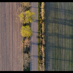 Malisz Film Studio - Dronowe ujęcie drogi asfaltowej oddzielającej pole zaorane od pola zielonego zboża, wzdłuż drogi rosną drzewa z żółtymi liśćmi i krzewy, cień drzew pada na pole zboża.