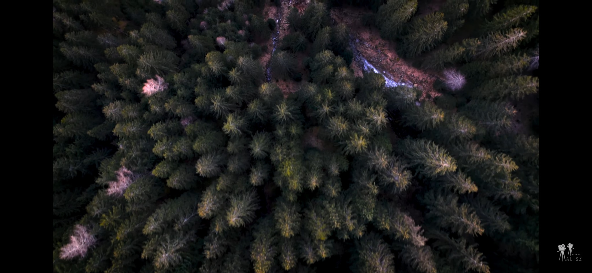 Widok z lotu ptaka na gęsty las iglasty z niewielkim strumieniem i pojedynczym drzewem o jasnych liściach.