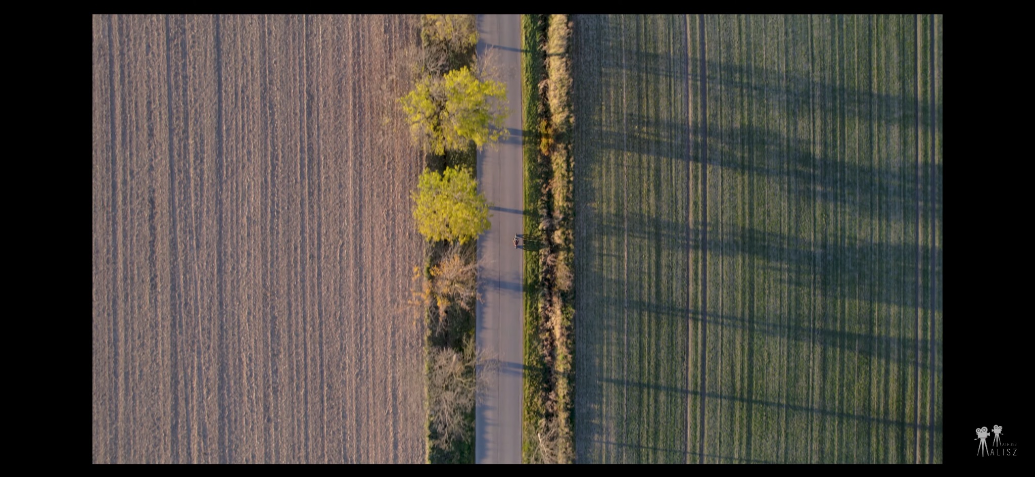 Dronowe ujęcie drogi asfaltowej oddzielającej pole zaorane od pola zielonego zboża, wzdłuż drogi rosną drzewa z żółtymi liśćmi i krzewy, cień drzew pada na pole zboża.