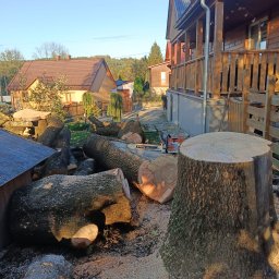 Wycinka drzew Malawa 2