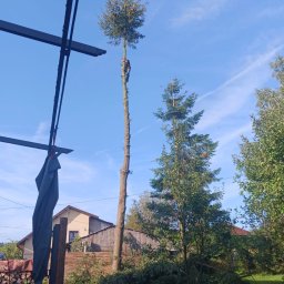 Wycinka drzew Malawa 3