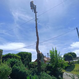 Wycinka drzew Malawa 4