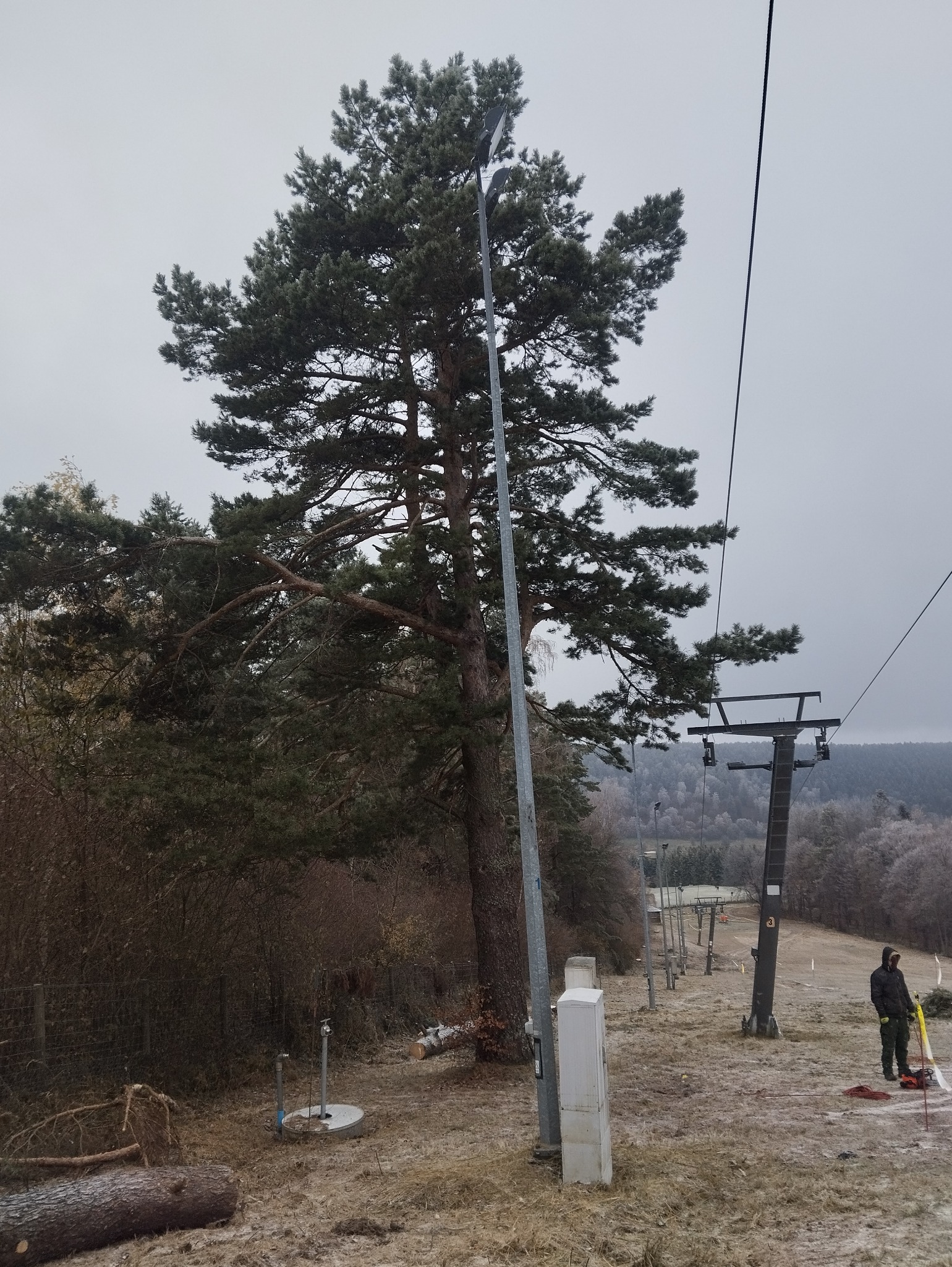 Wysoka sosna przy wyciągu narciarskim, częściowo ścięta, z widocznym pniem i leżącym obok fragmentem pnia, pracownik z narzędziami w tle.
