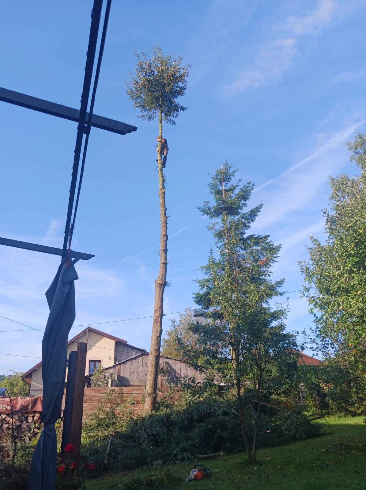 Arborysta w trakcie pracy, zabezpieczony linami, wspina się na wysoki pień drzewa iglastego, z którego usunięto większość gałęzi; na ziemi leżą odcięte gałęzie i piła łańcuchowa, w tle dom...