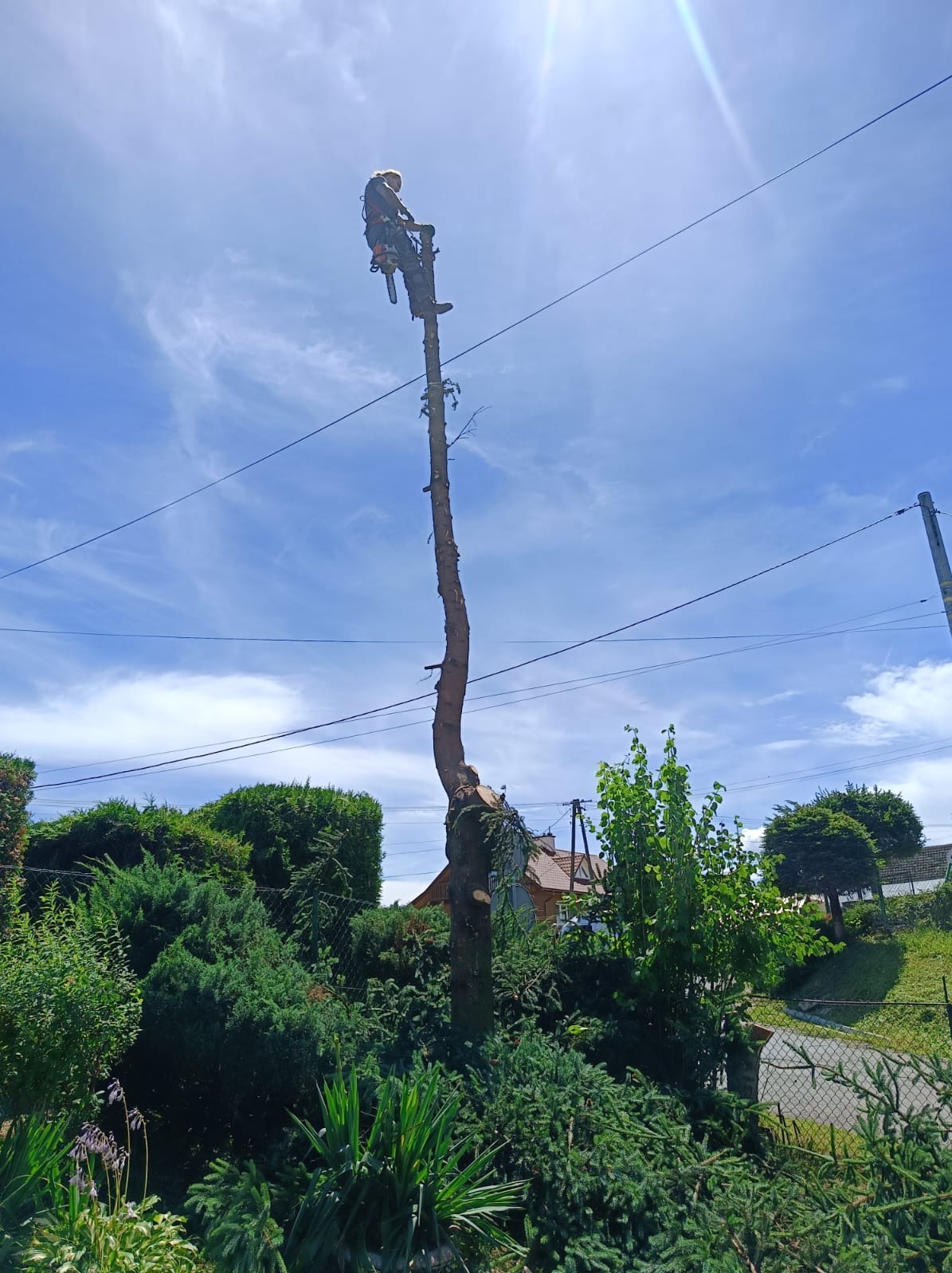 Arborysta w uprzęży, z piłą łańcuchową, na wysokim, ogołoconym pniu drzewa, na tle błękitnego nieba z chmurami i przewodów elektrycznych.