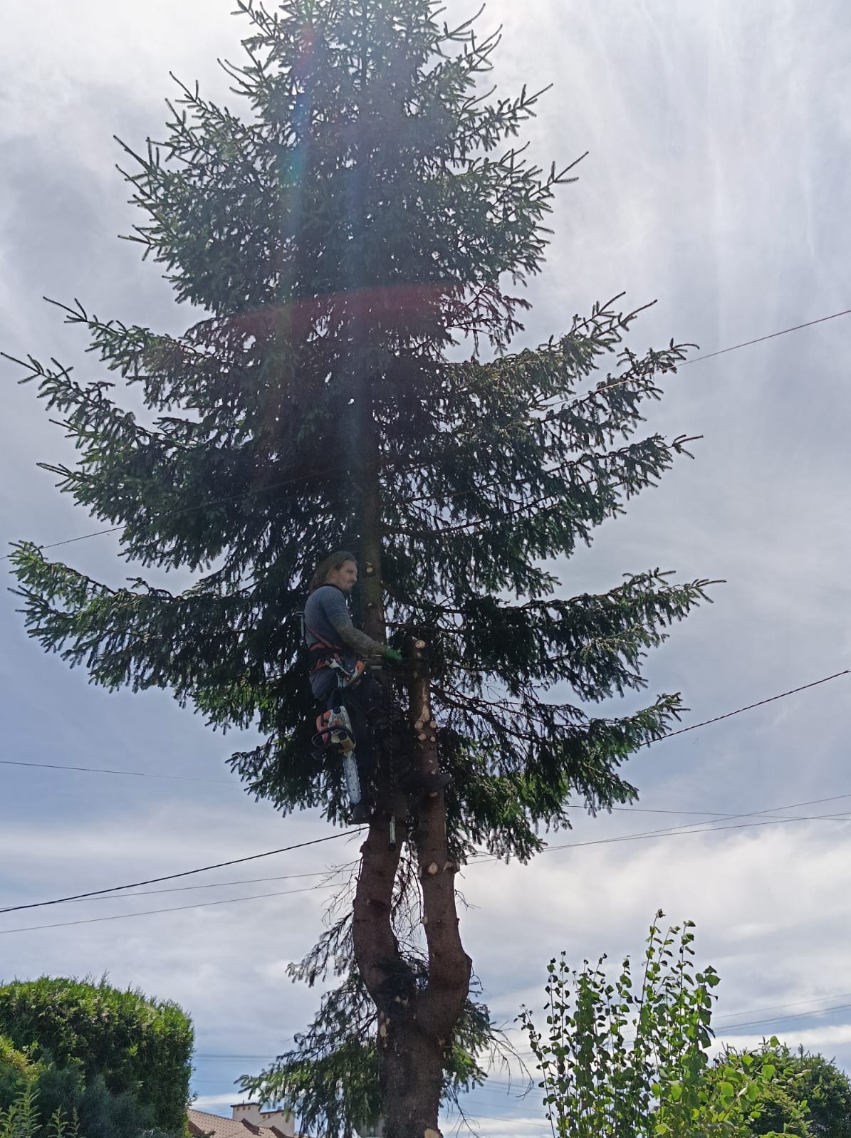 Arborysta w uprzęży, częściowo przycięta wysoka choinka z dwoma pniami, na tle lekko zachmurzone niebo i linie energetyczne.